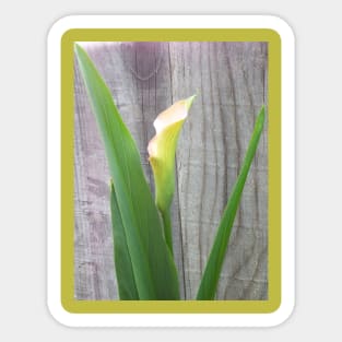 Beautiful Single Calla Lily Sticker